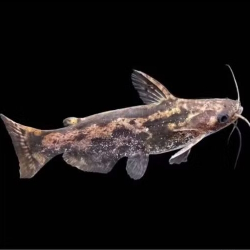 COLOMBIA CATFISH UKURAN 8-10 CM