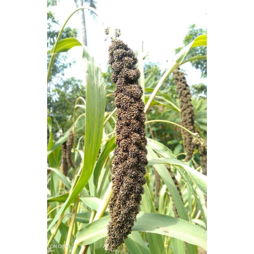 Biji- benih juwawut jawawut jewawut hitam-100 biji