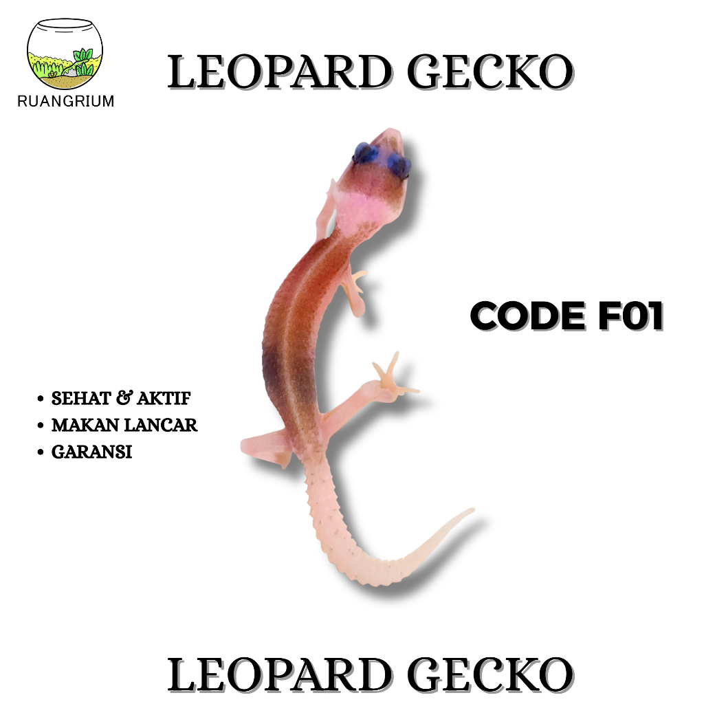 Mainan Leopard Gecko Super Pied Code F01
