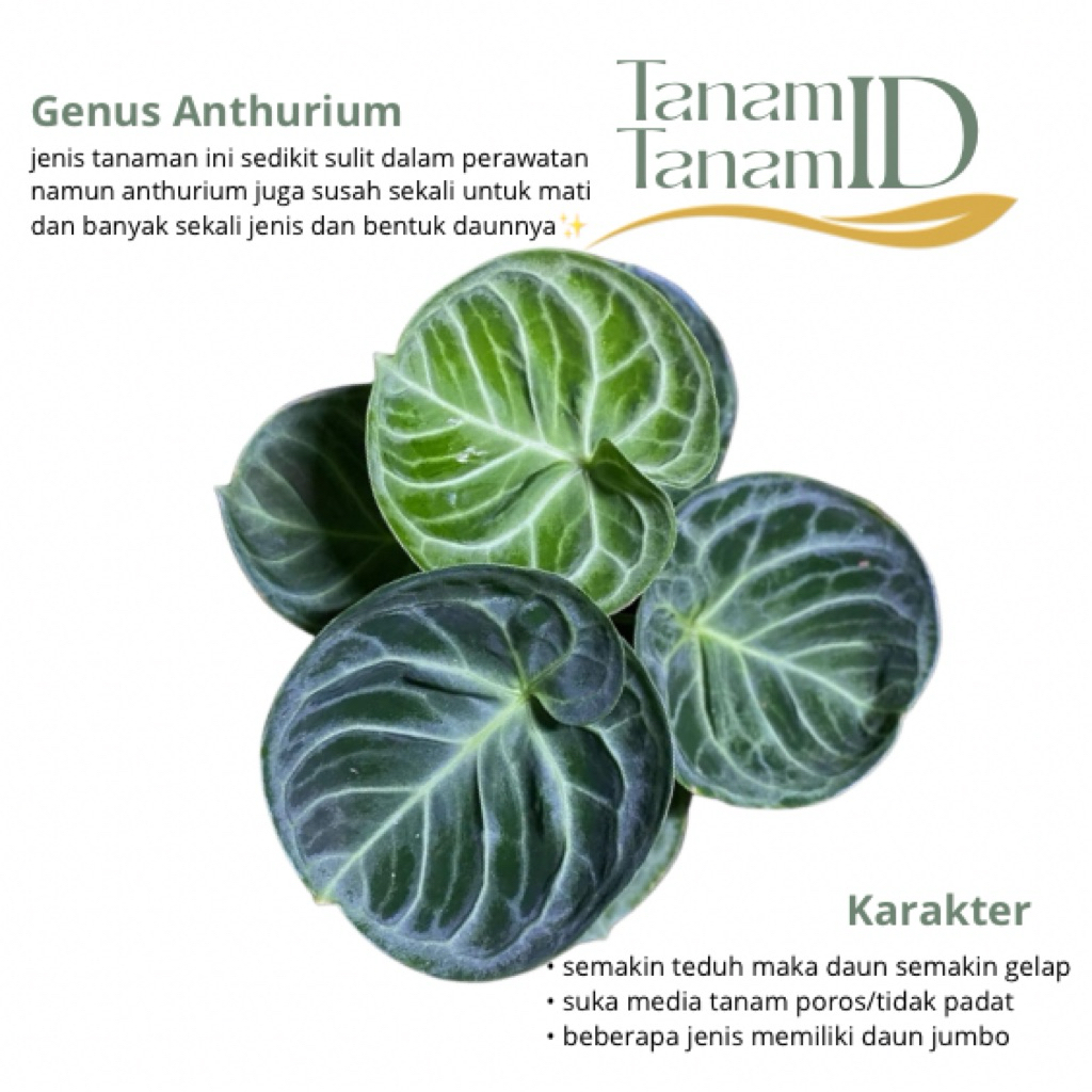 Anthurium dorayaki  - Anthurium dorayaki mangkuk