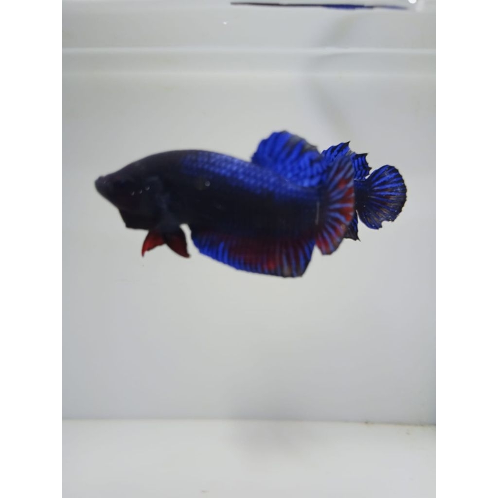 ikan cupang aduan super rawatan full