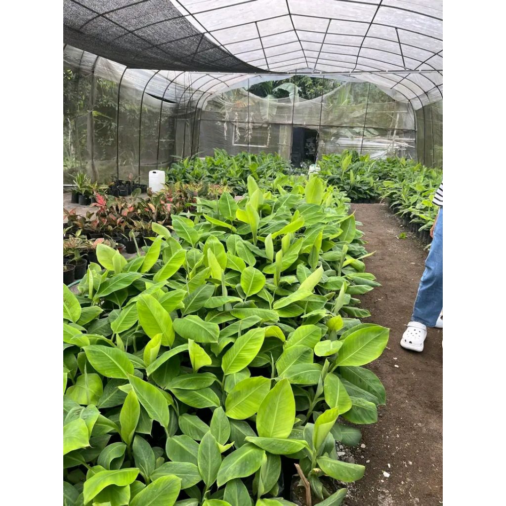 DISKON (BELI1GRTIS1) BIBIT PISANG RAJA ULI CEPAT TUMBUH