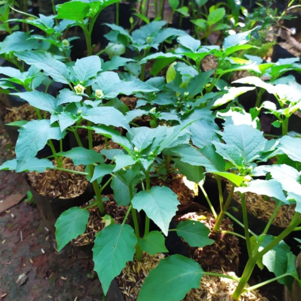 Tanaman Herbal Ciplukan/ Tanaman Buah Ciplukan Herbal