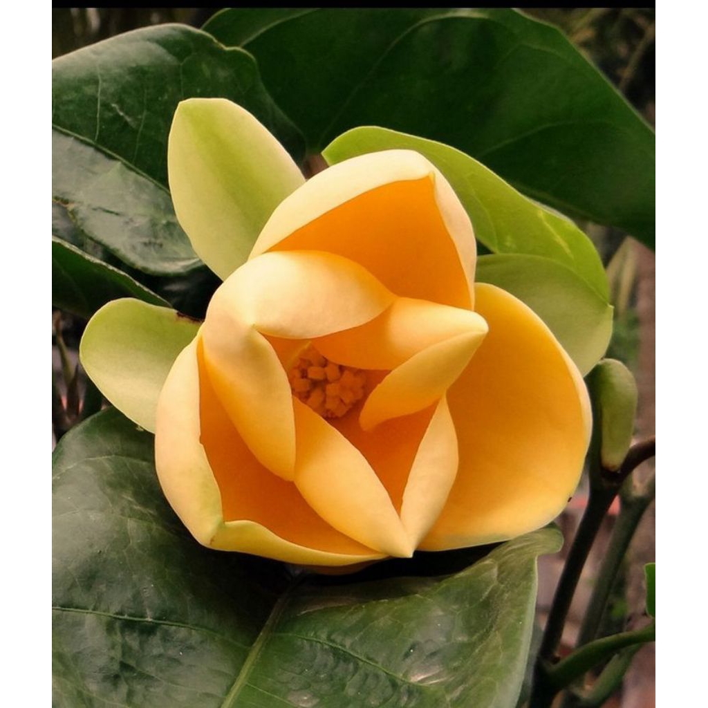 Tanaman Cempaka Gondok Kuning (Magnolia liliifera)