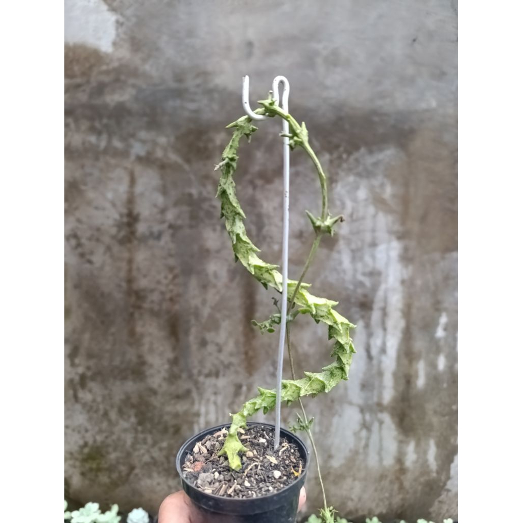 ceropegia simonae KAKTUS SUKULENT TANAMAN HIAS