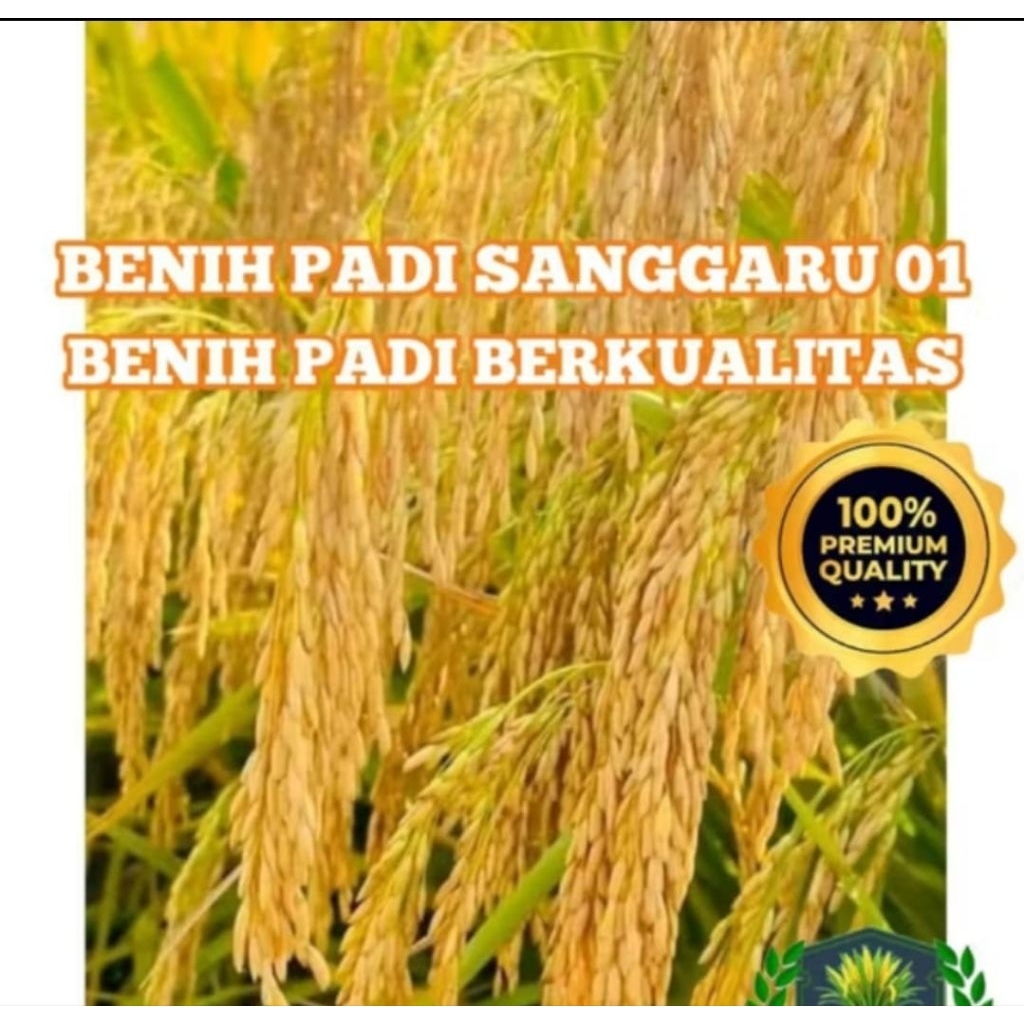KEMASAN 5KG BENIH BIBIT PADI SANGGARU 01 SUPER JUMBO HASIL MANTAP