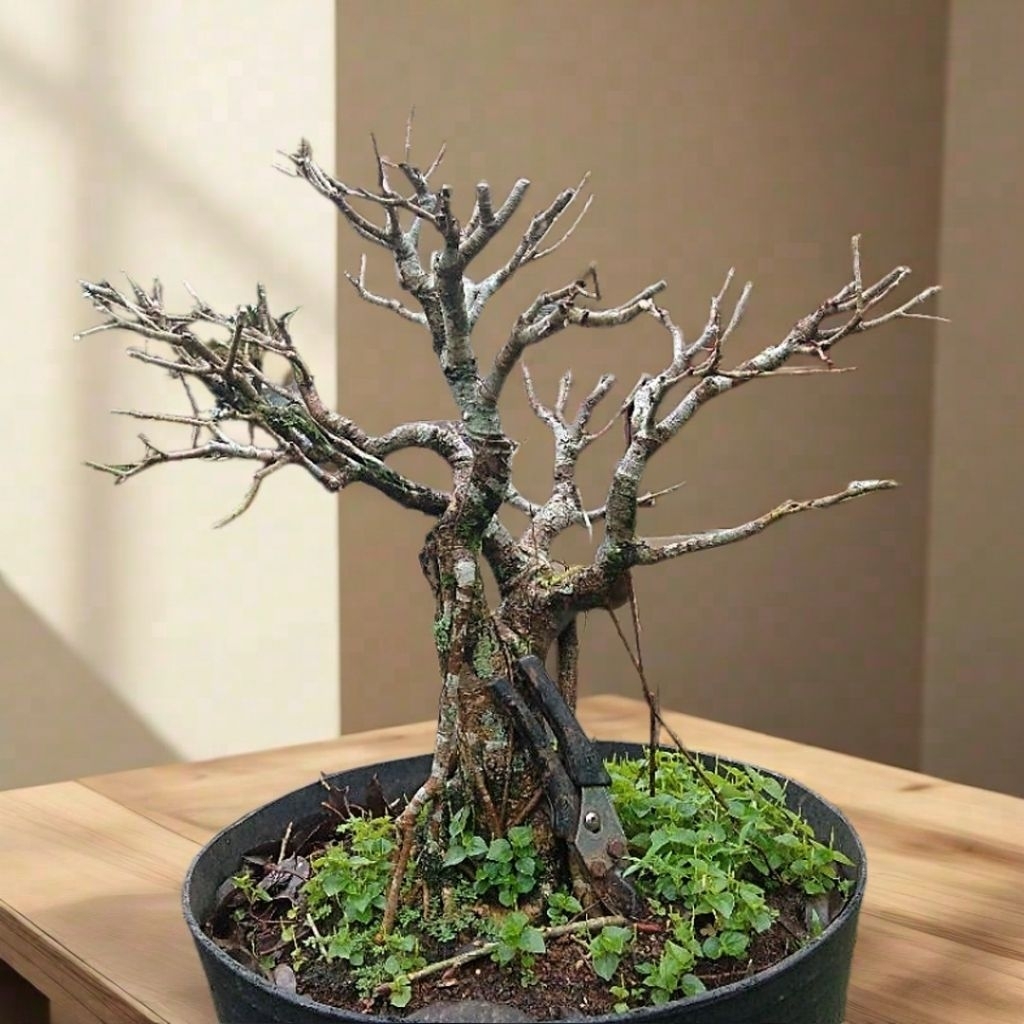 bonsai beringin Bunut pucuk merah (rill sesuai gambar)