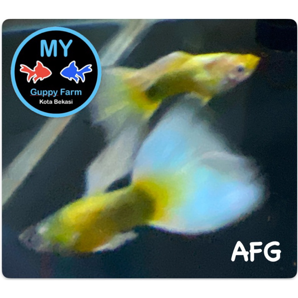 Guppy Albino Full Gold