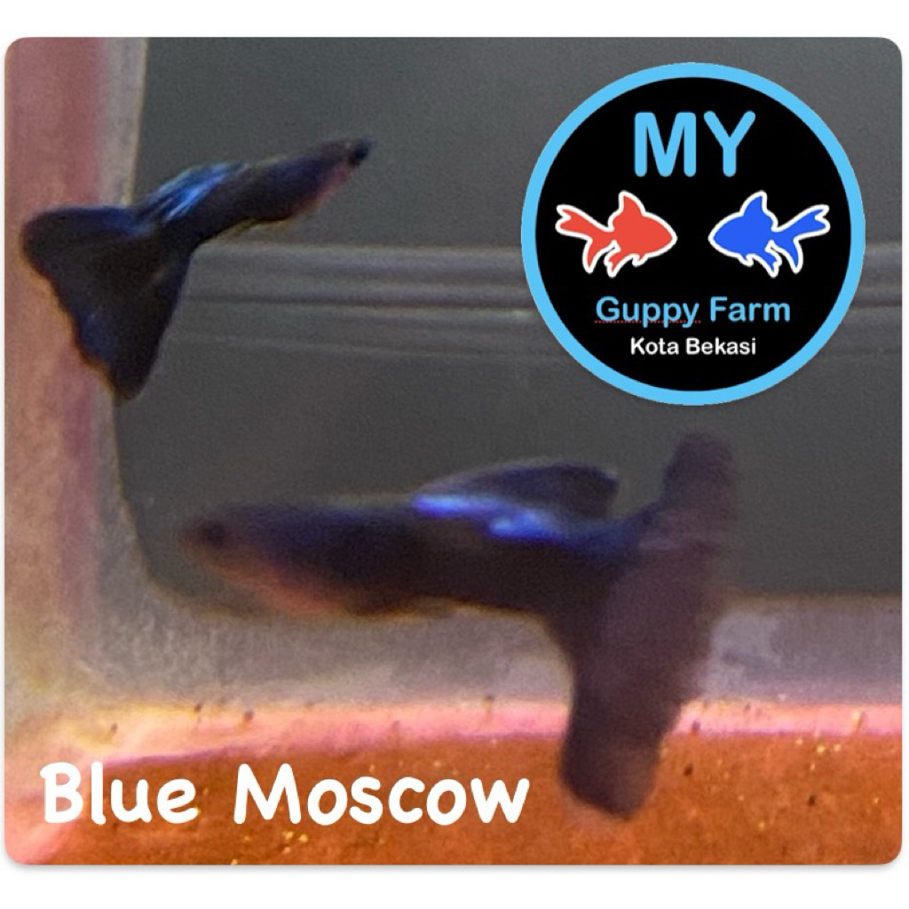 Guppy Blue Moscow