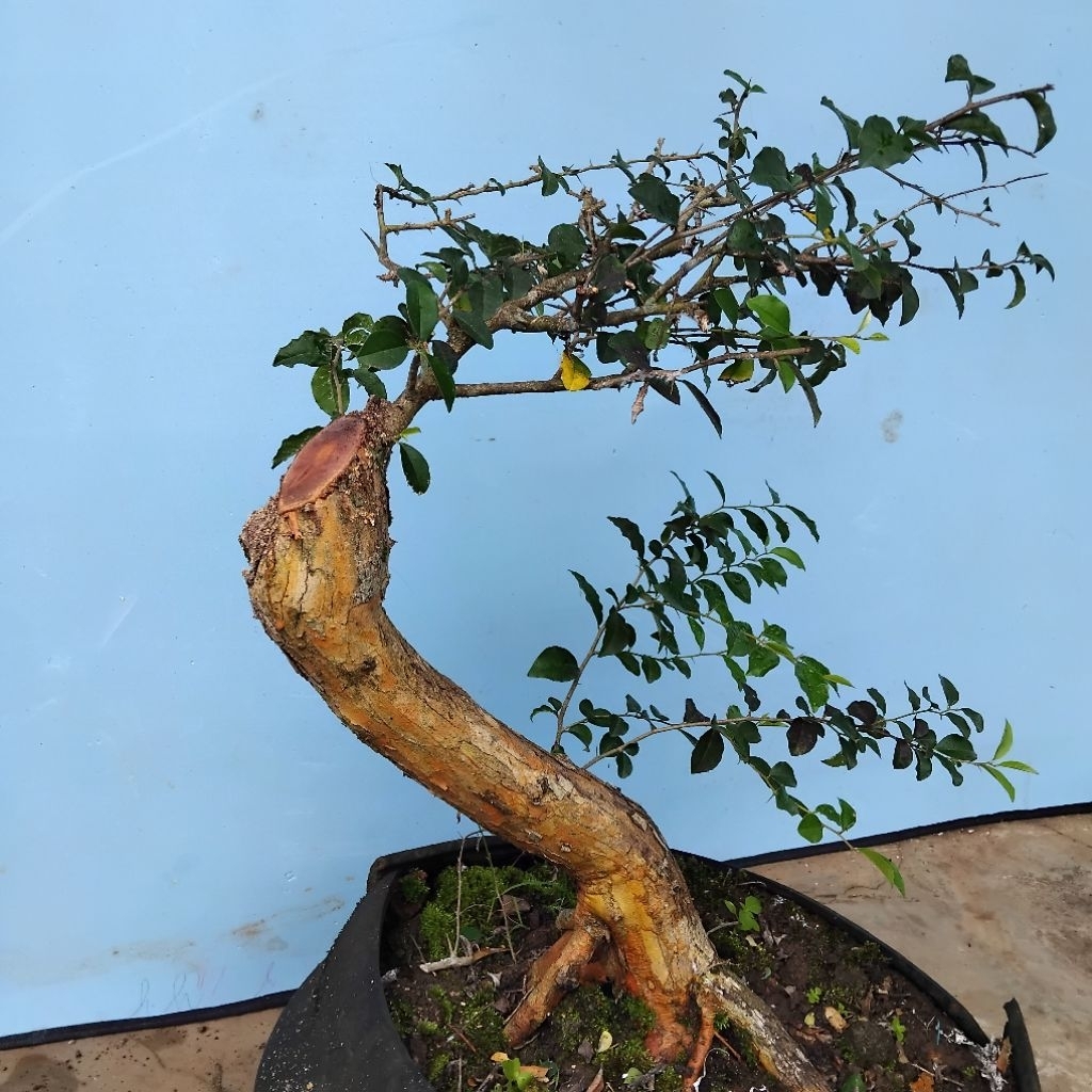 Bongol pohon kaliage buat bonsai bagus untuk di depan rumah