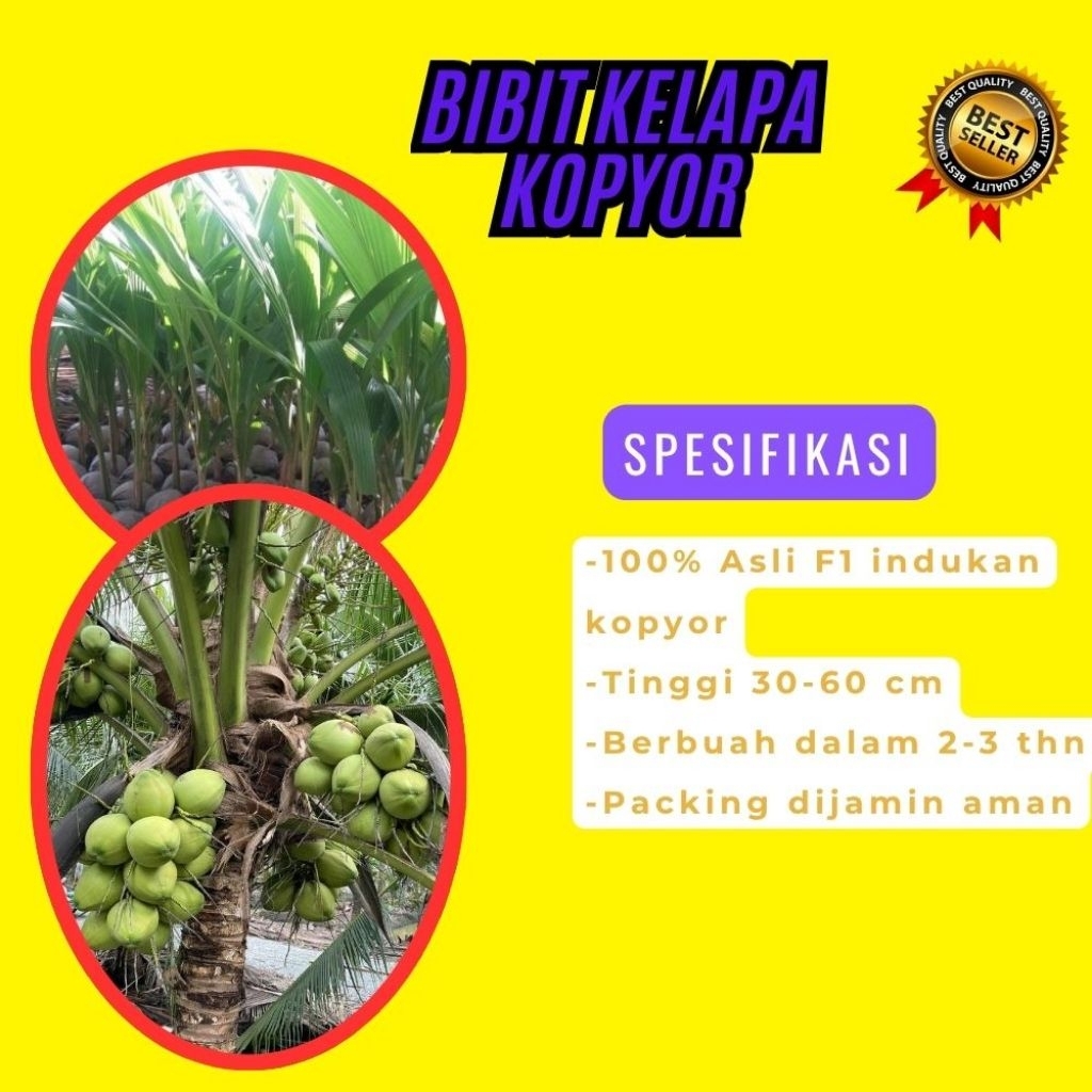 DIJAMIN ASLI !! Pohon Kelapa Kopyor Kultur Jaringan