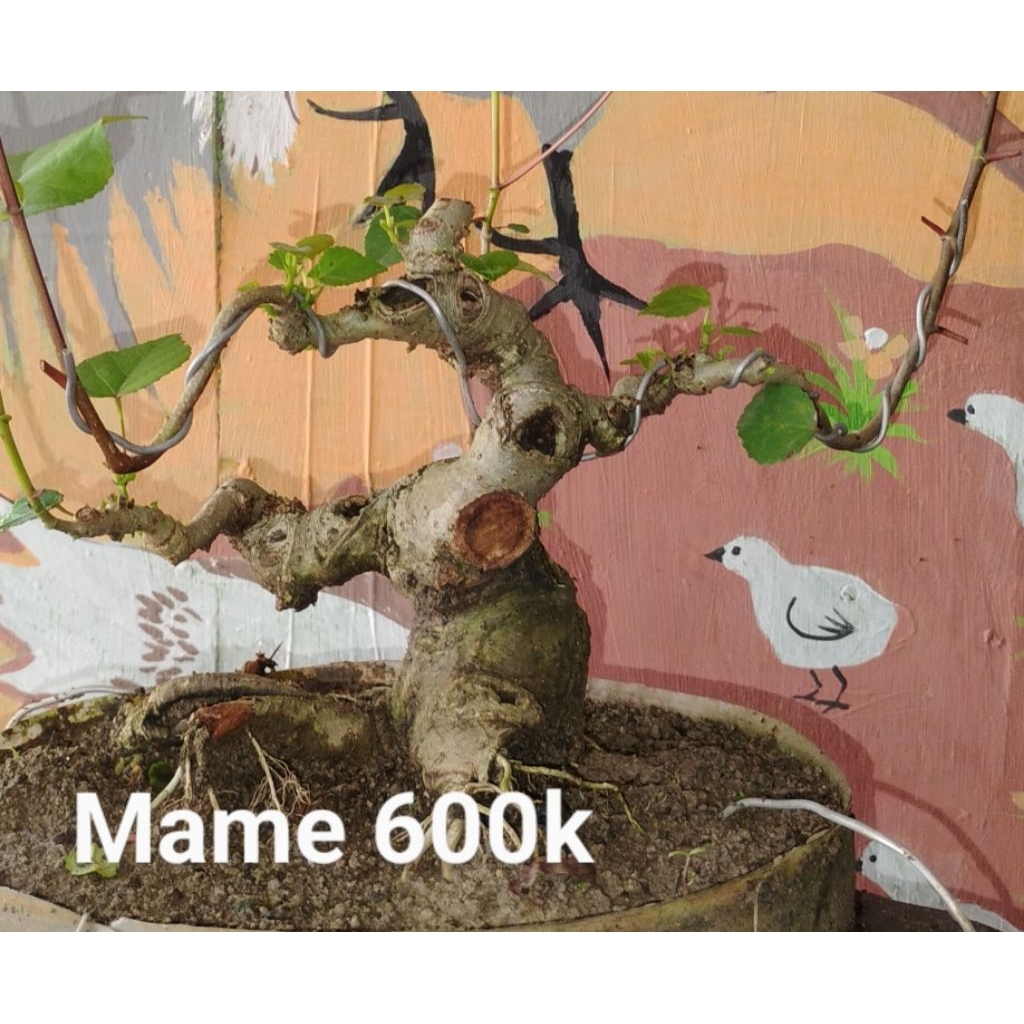 Bonsai jadi siap pajang Bonsai waru taiwan