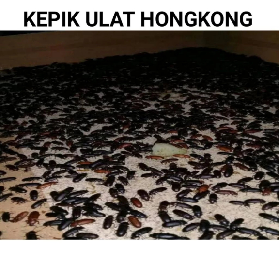 Kepik Kumbang Ulat hongkong