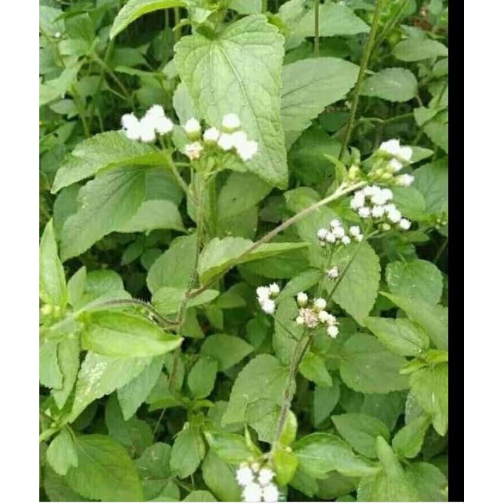 Tanaman Bandotan (Ageratum conyzoides),