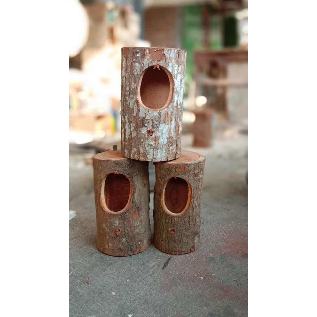 Glodok pohon tempat bertelur burung