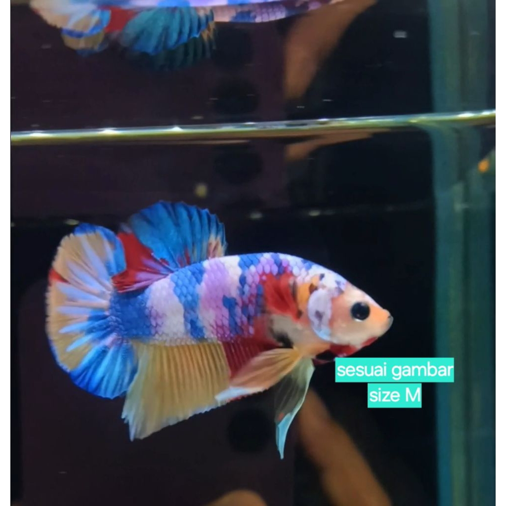 Cupang candy Gold Rainbow