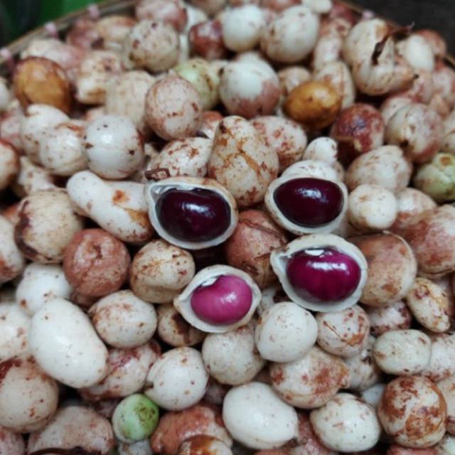 KACANG BOGOR MENTAH 1KG/KACANG KAPRI 1KG/KACANG POI/KACANG POLONG BOGOR FRESH/KACANG POLONG BOGOR MU