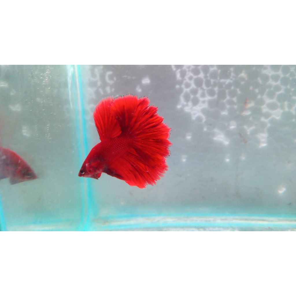 cupang halfmoon rosetail