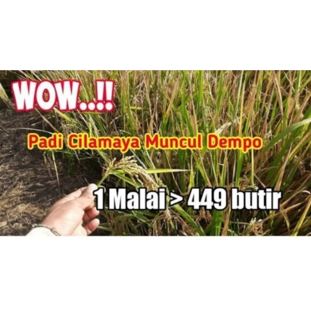 BENIH PADI CILAMAYA MUNCUL KEMASAN 1kg