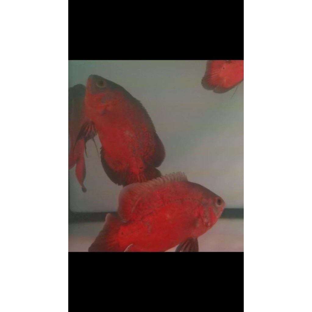 Oscar Red Paris Black 15cm impor / oscar ruby 14-15cm