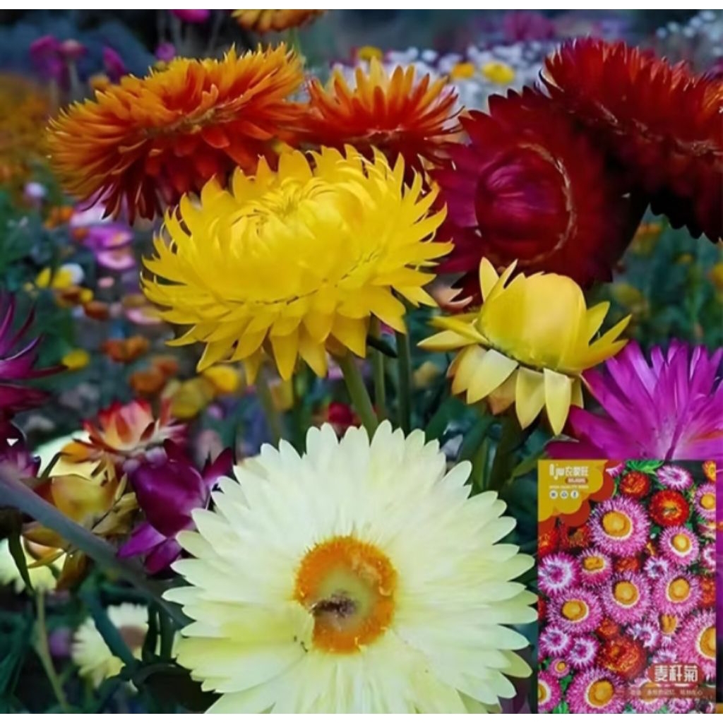 6 biji benih bibit bunga Krisan mix