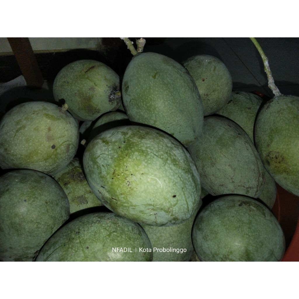 mangga manalagi muda/pencit/mangga Rujak 1 kg