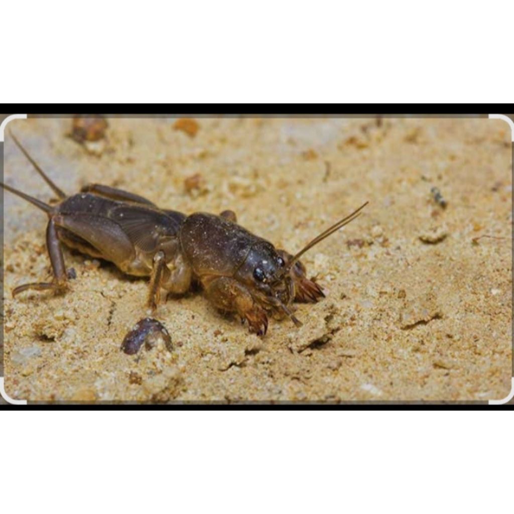 orong orong/ gaang sawah umpan pancing