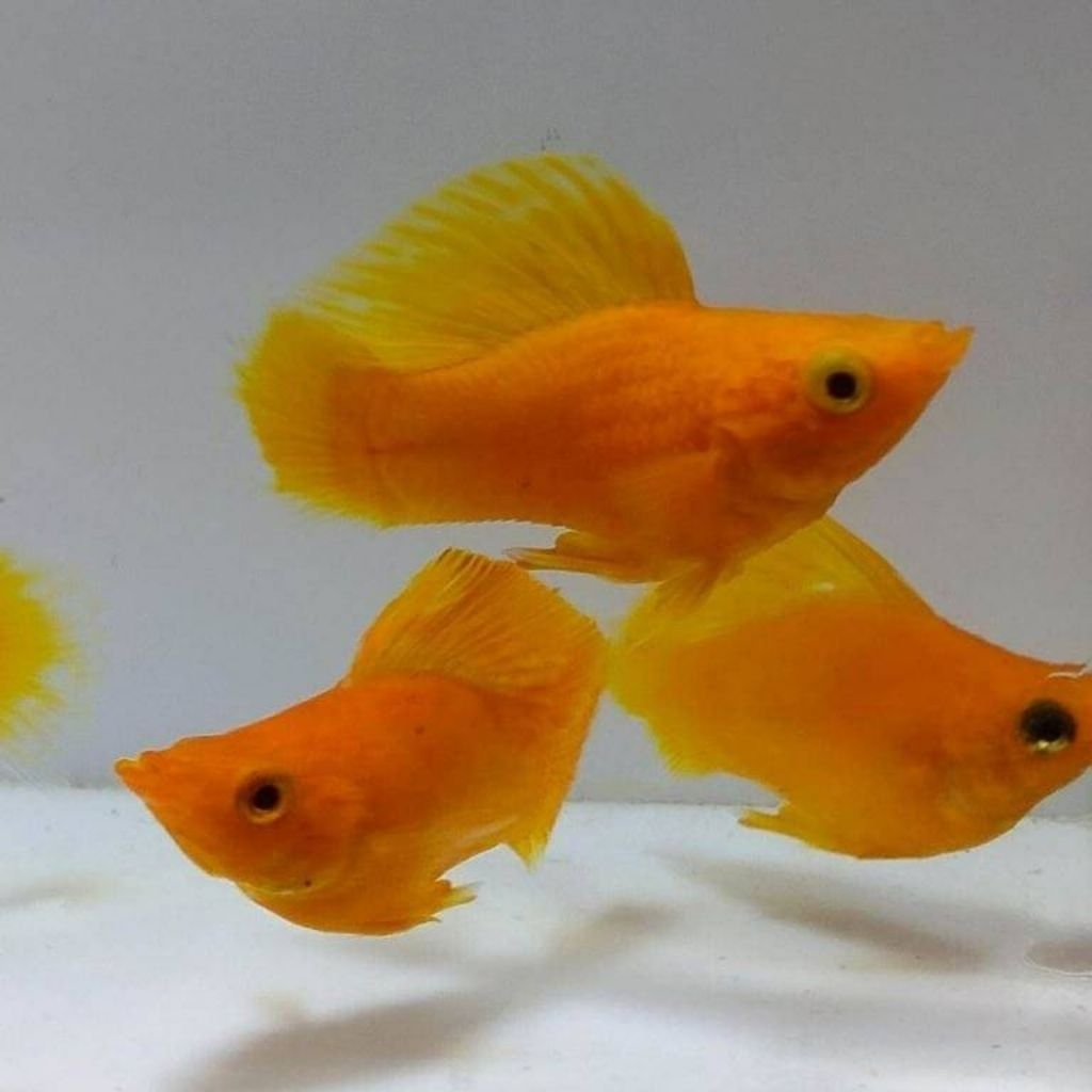 Box isi Molly Sunkist