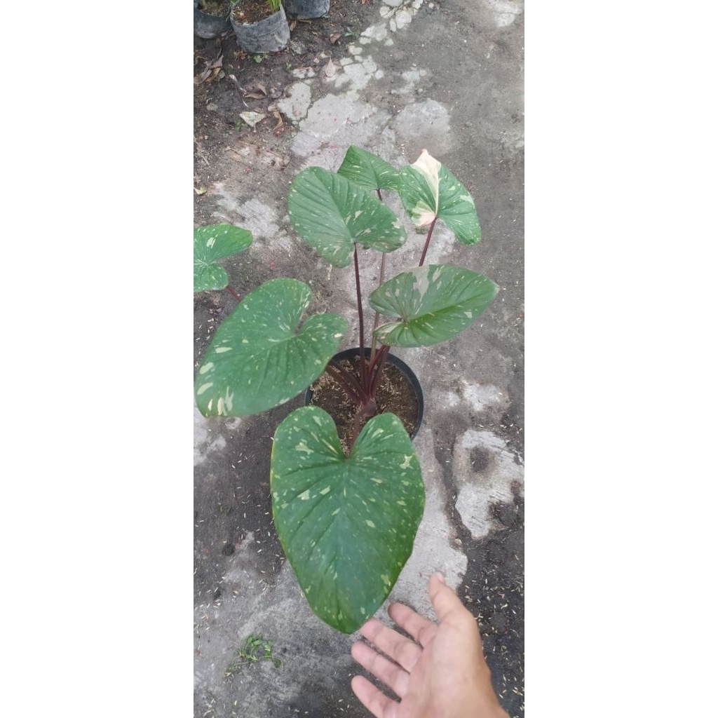 homalomena rubescens varigata /homalomena Thai