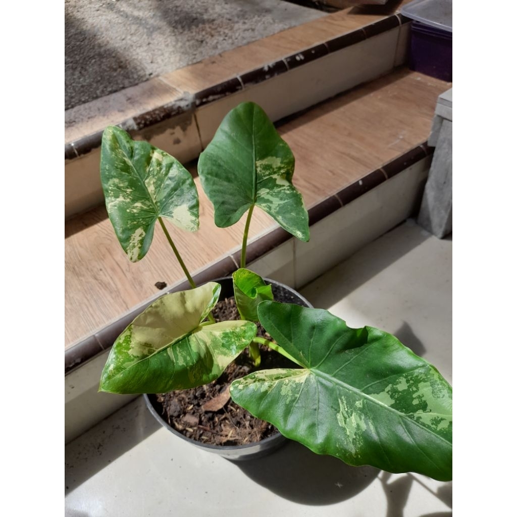 ALOCASIA VARIEGATA