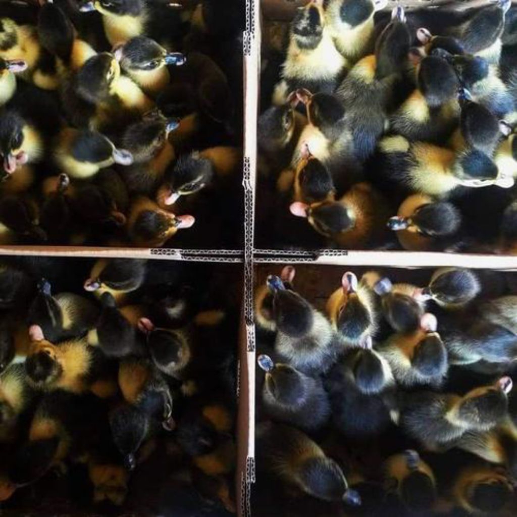 Dod Bebek Hibrida *BETINA* Pilihan Kualitas Terbaik