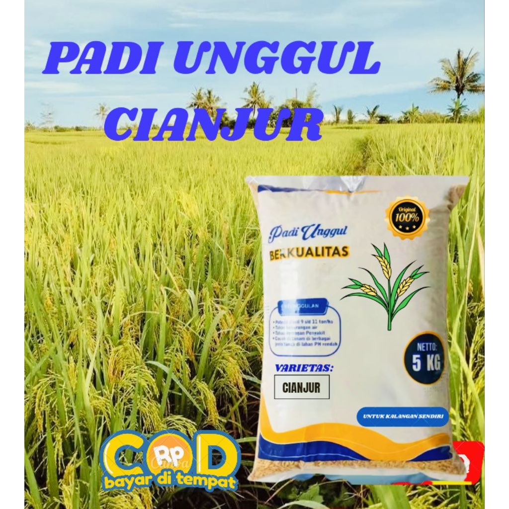 BENIH PADI CIANJUR KUALITAS PREMIUM ORIGINAL KEMASAN 5 KG