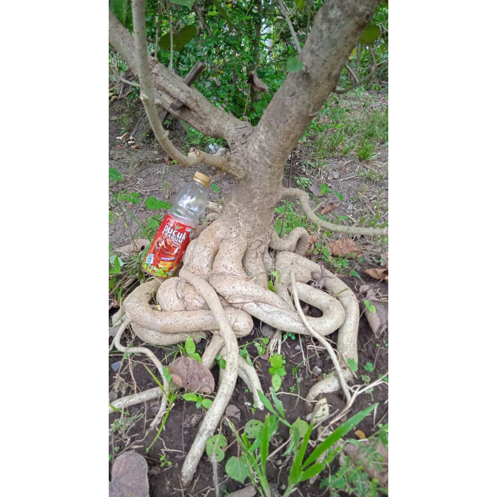 Bahan bonsai waru taiwan