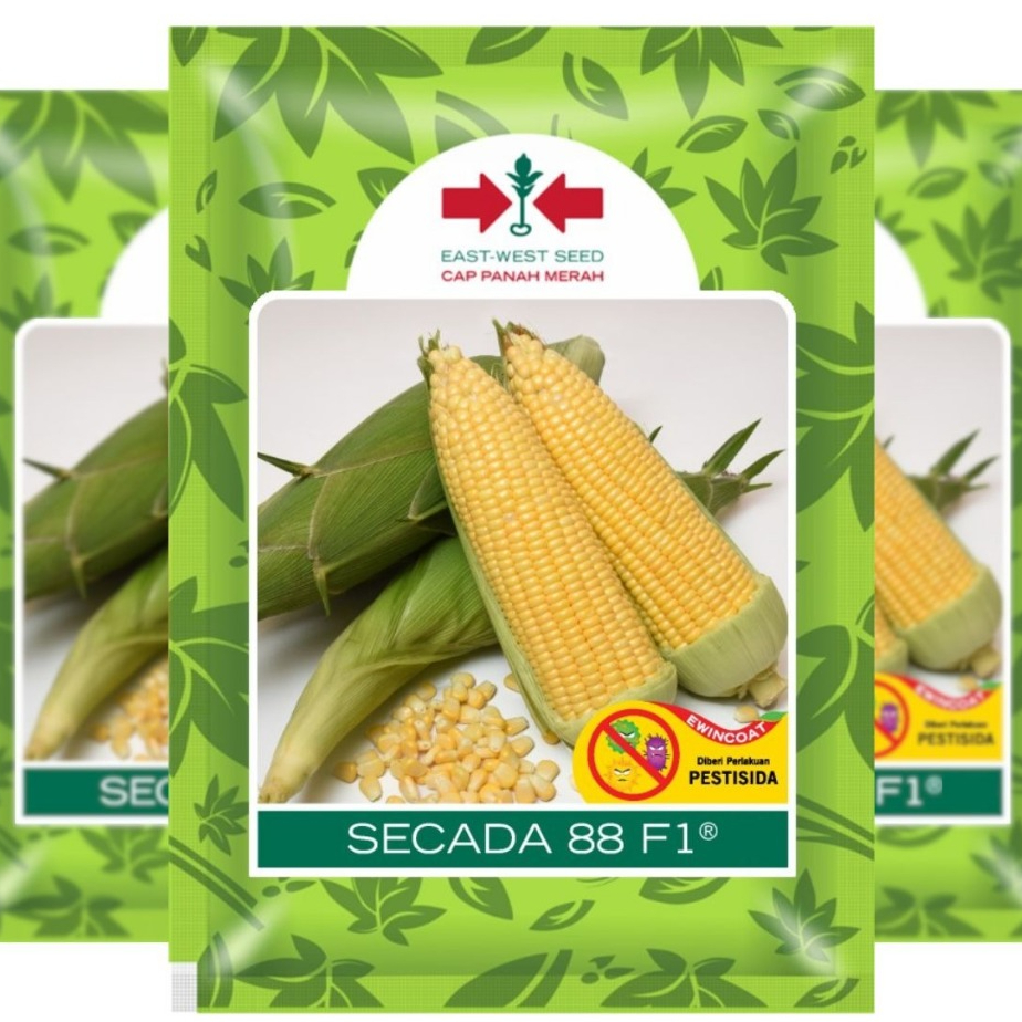Benih Bibit Jagung Manis Secada 88 F1 – 1750 Butir Panah Merah