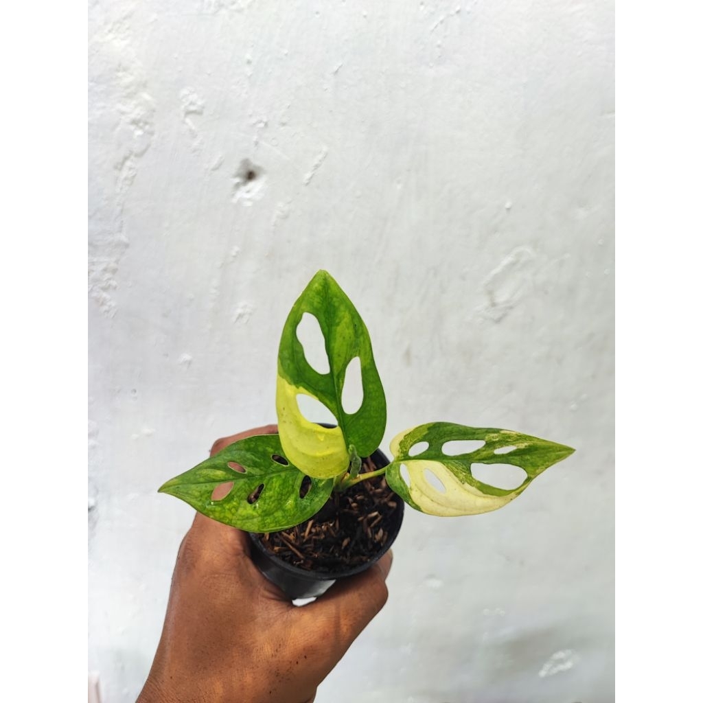 janbol Japan varigata