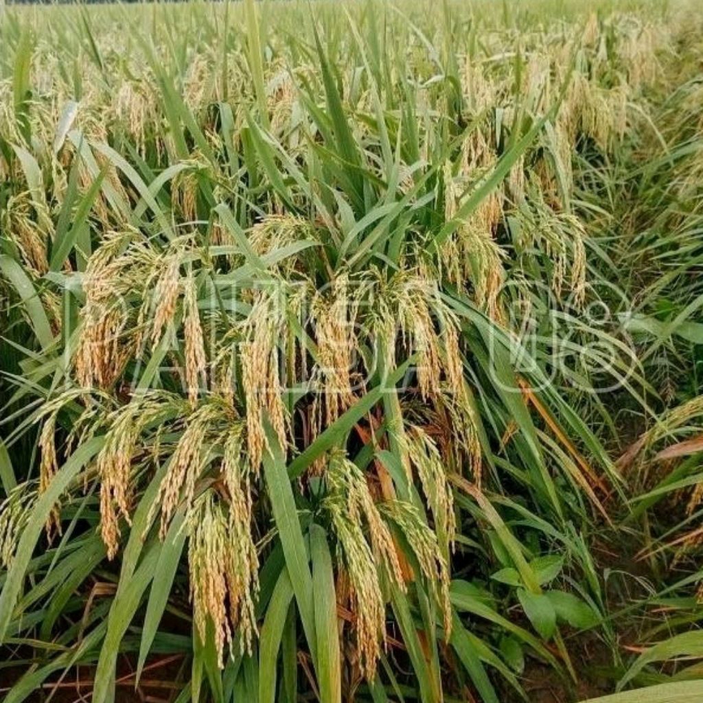 (5KG)BENIH PADI HIBRIDA PAHISA 08 POTENSI TINGGI BERKUALITAS Ori