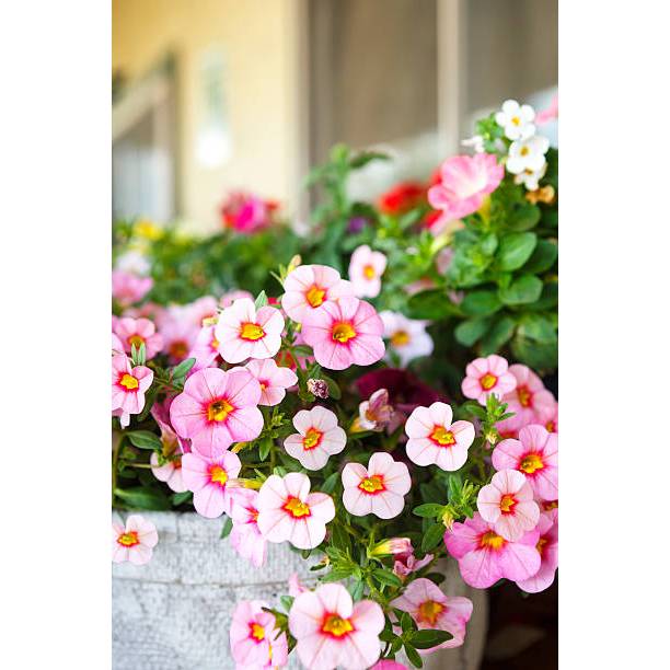 SUBUR BIBIT BUNGA PETUNIA