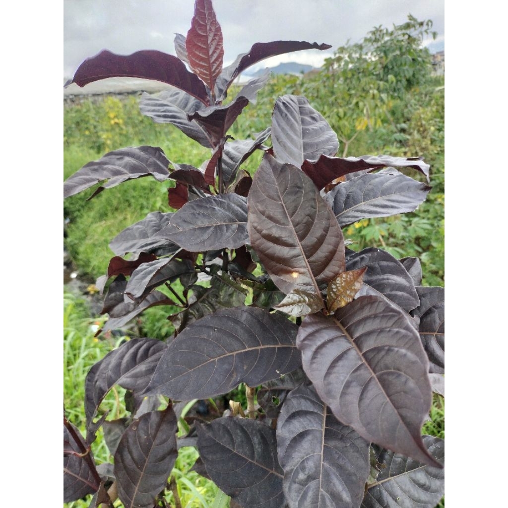 Daun Ungu ( Handeuleum )