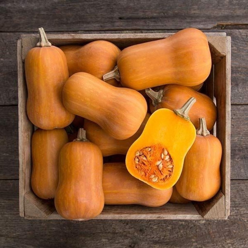 1 BUAH LABU MADU MENTEGA JUAL LABU MADU BUTTERNUT
