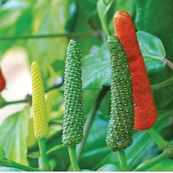 Cabe Jawa Segar [ 40pcs ]