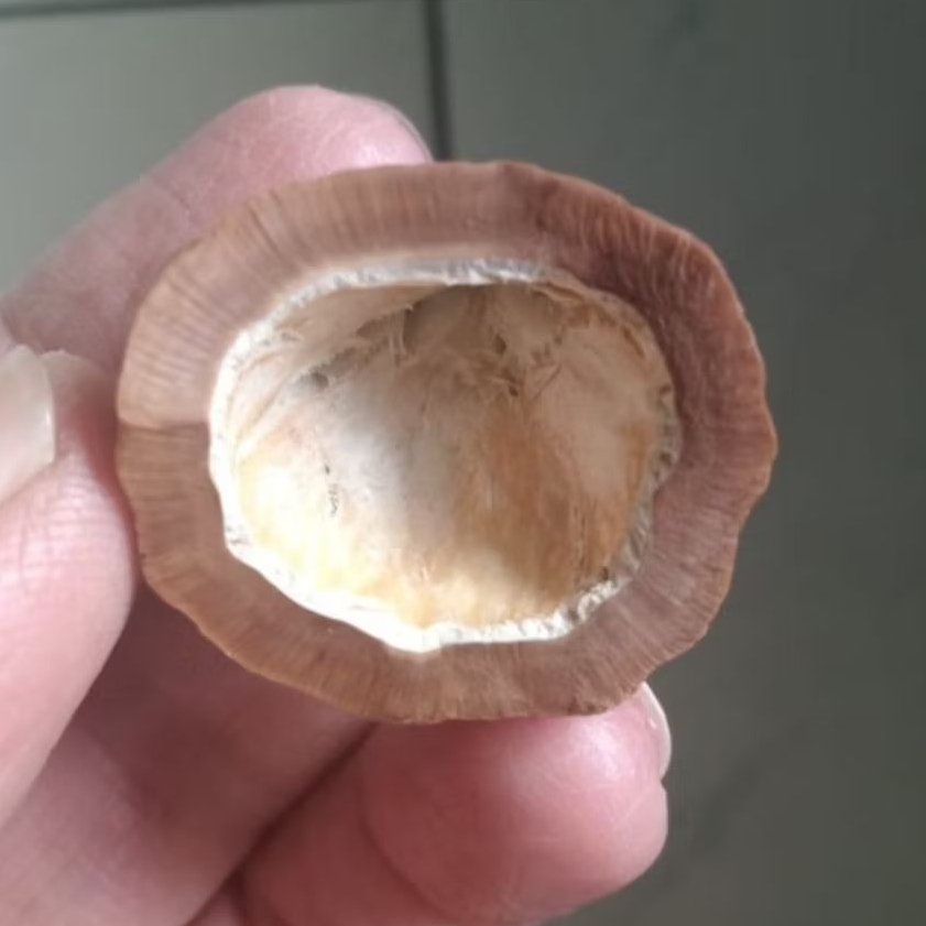 Kemiri Adu Muncang Adu Mayit Asmat Ori Urgen Size Kecil