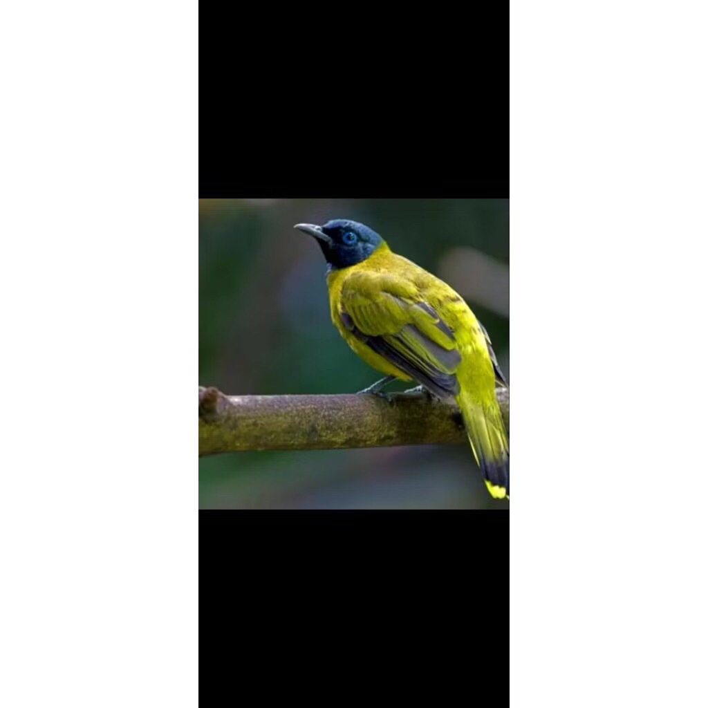 kutilang sutra pilihan rawatan super big mulus