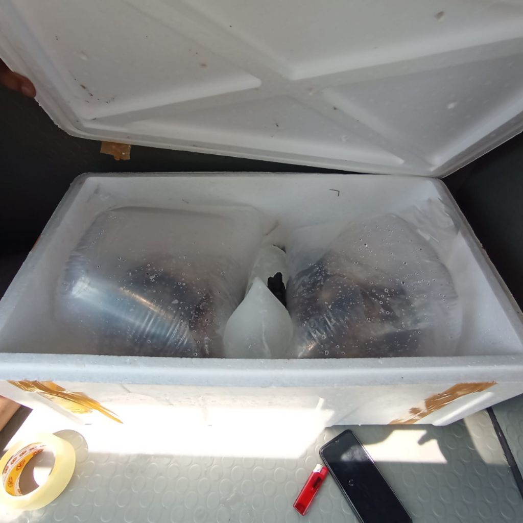 Bibit Sidat Glass Eel Fresh