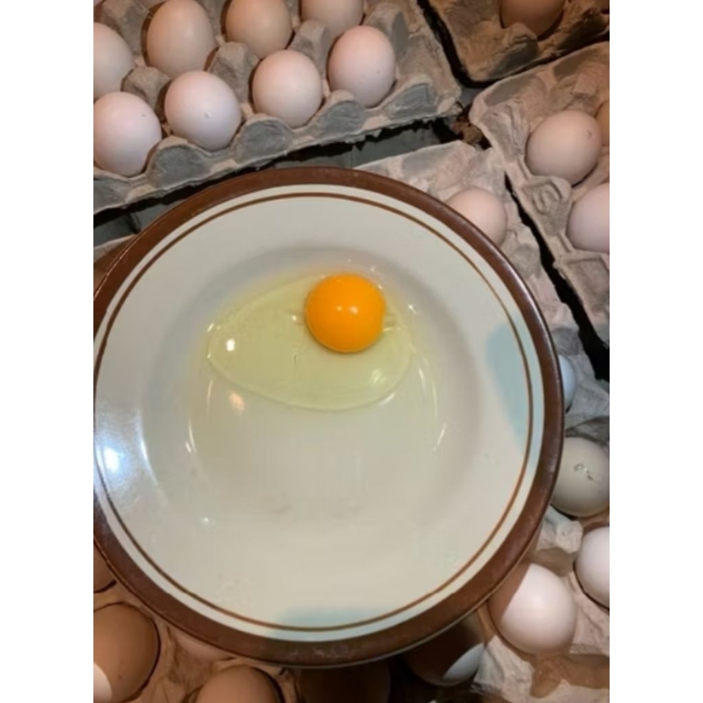 telur ayam kampung asli