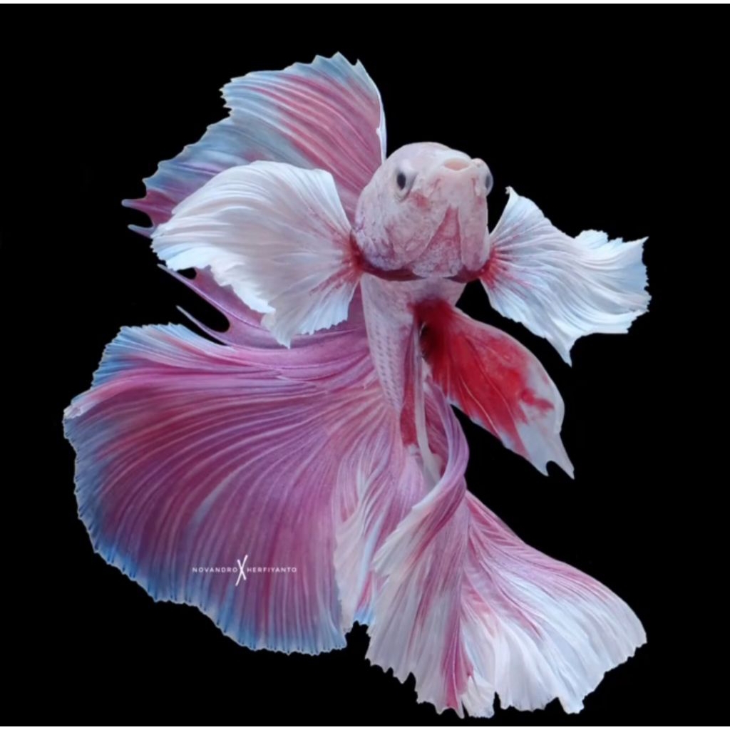 ikan cupang hm dumbo aer pink