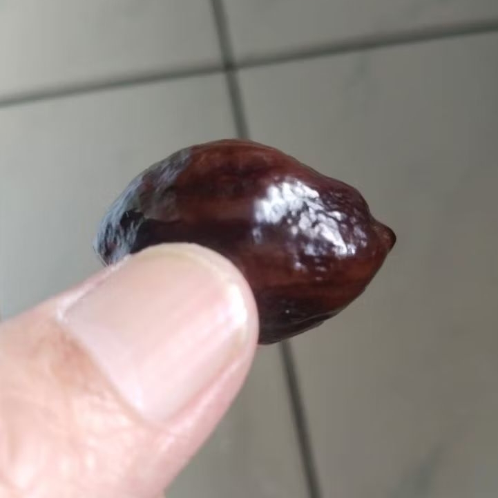 Kemiri Adu Muncang Adu Nyonyo ZT Ori Matang