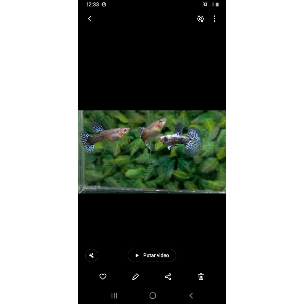 Paket 1Pasang Guppy Platinum Blue Dragon Ribbon