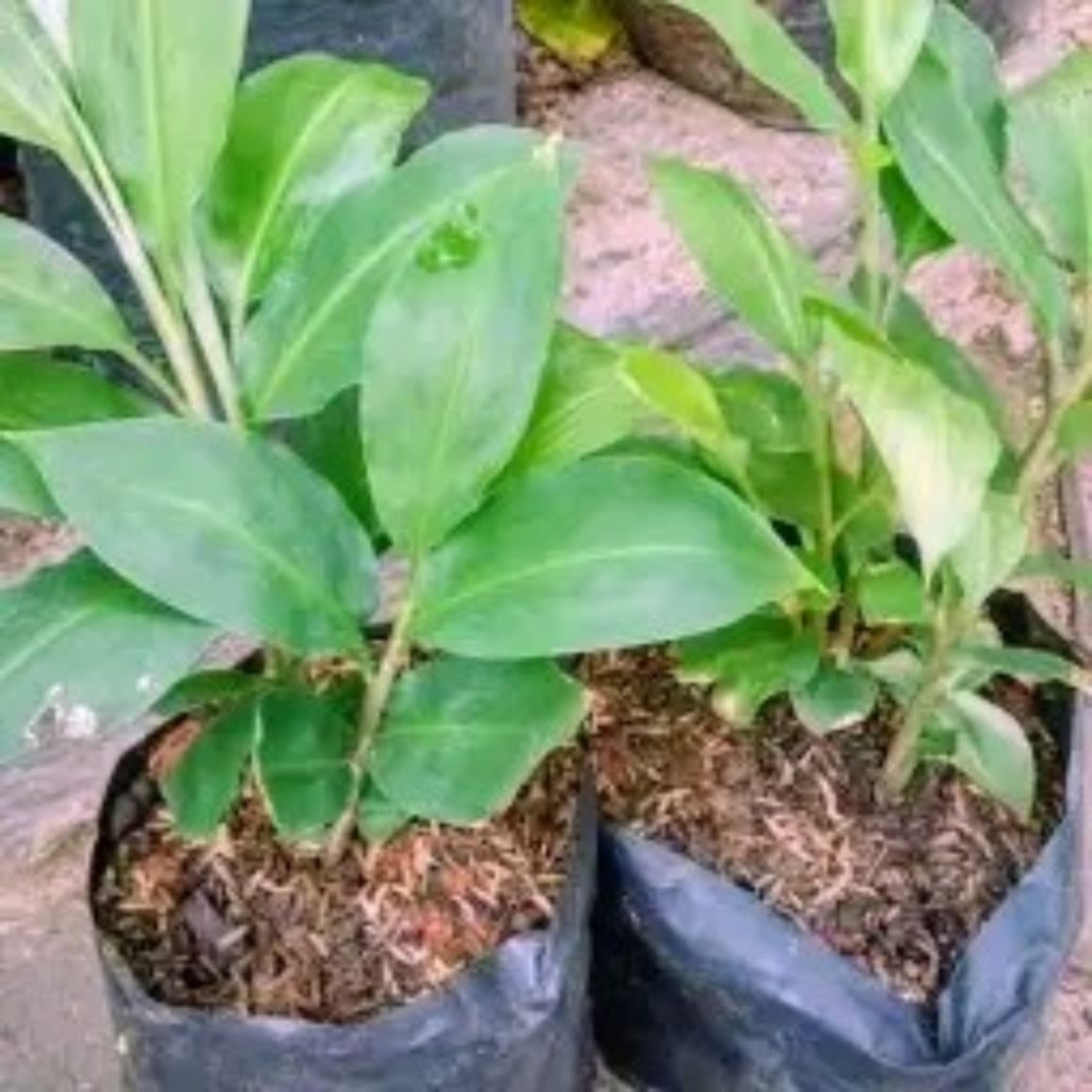 bibit tanaman lempuyang wangi