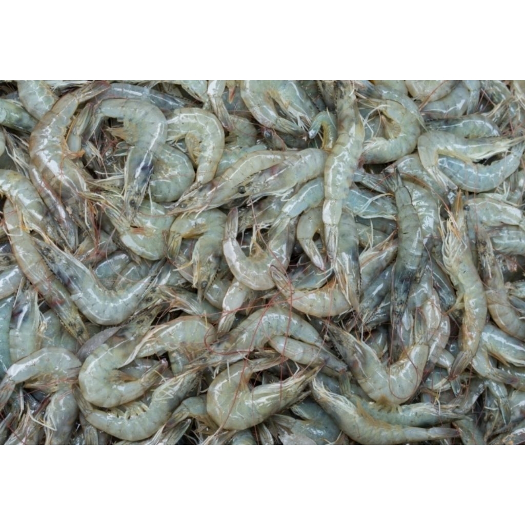 Udang Vaname Seafood Segar 1kg