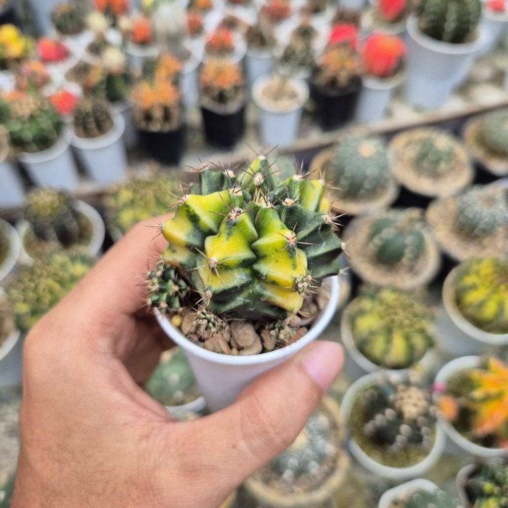 [Real Pict] Kaktus Variegata Gymnocalycium Mihanovichii ID Rootbeer